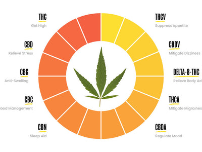 An infographic showing a list of cannabinoids in the cannabis plant