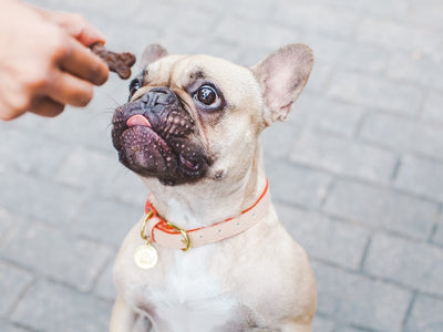 A pet owner shows that you can give dogs CBD edibles with a FOMO Bone