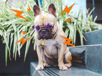 A dog is looking sad before taking CBD for dog separation anxiety