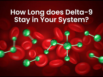 The Delta-9 molecule inside the body showing how long Delta-9 stays in your system