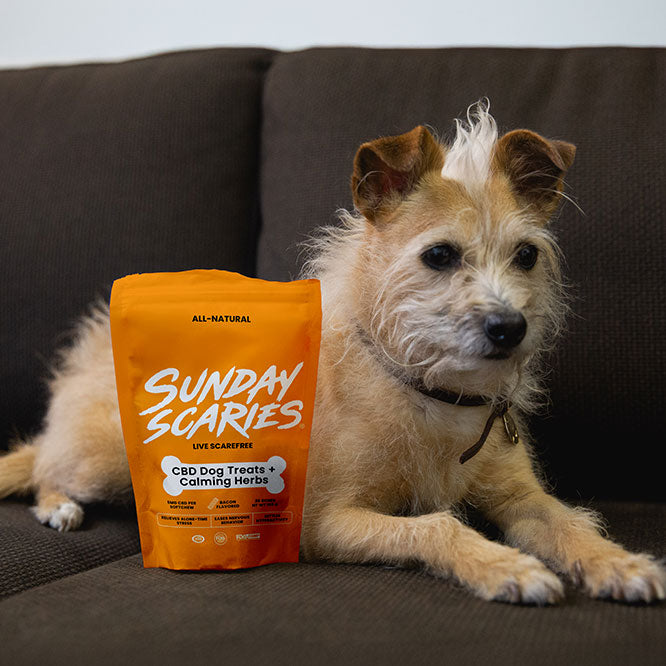 A frantic looking dog lays on the couch next to a bag of Sunday Scaries CBD dog treats