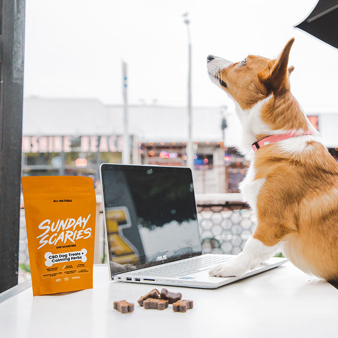 A corgi sniffs the air and types on a computer next to a bag of Sunday Scaries CBD dog treats