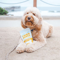 Sunday Scaries FOMO Bones CBD dog treats allow your dog to remain calm in public areas, like the beach