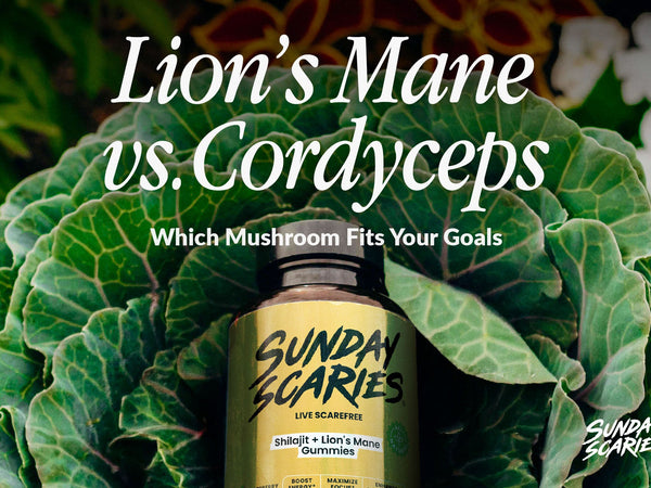 Lion’s Mane vs Cordyceps
