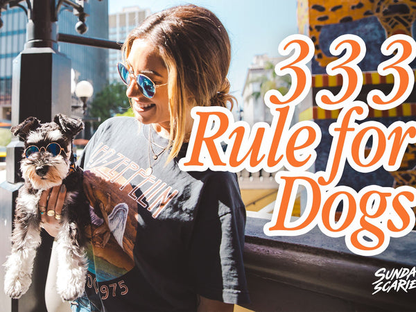 The 3-3-3 Rule for Dogs: What It Gets Right, and What It Quietly Gets Wrong