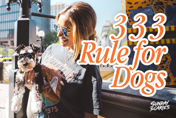 The 3-3-3 Rule for Dogs: What It Gets Right, and What It Quietly Gets Wrong