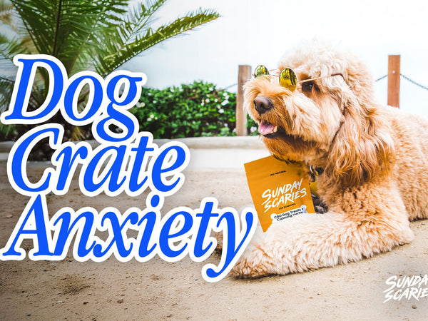 Dog Crate Anxiety: When the Crate Is the Problem, and When It Isn't