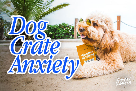 Dog Crate Anxiety: When the Crate Is the Problem, and When It Isn't