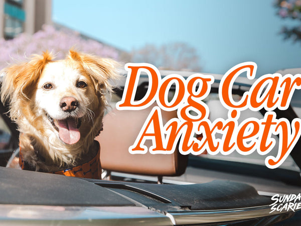 Dog Car Anxiety: Why It Isn't Always Car Sickness