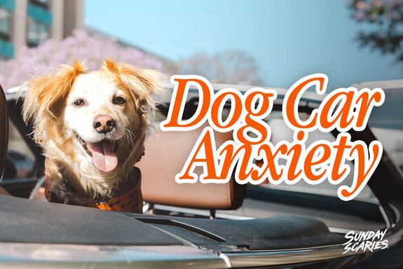 Dog Car Anxiety: Why It Isn't Always Car Sickness
