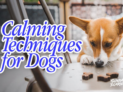 Calming Techniques for Dogs That Actually Change Anything