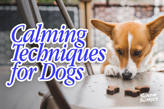 Calming Techniques for Dogs That Actually Change Anything