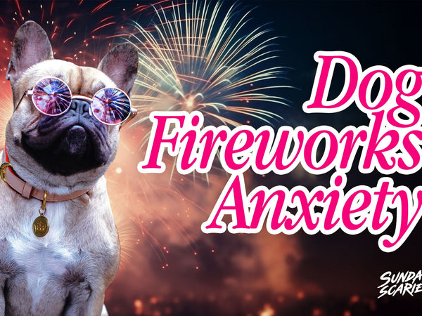 Dog Fireworks Anxiety: The Countdown That Actually Works