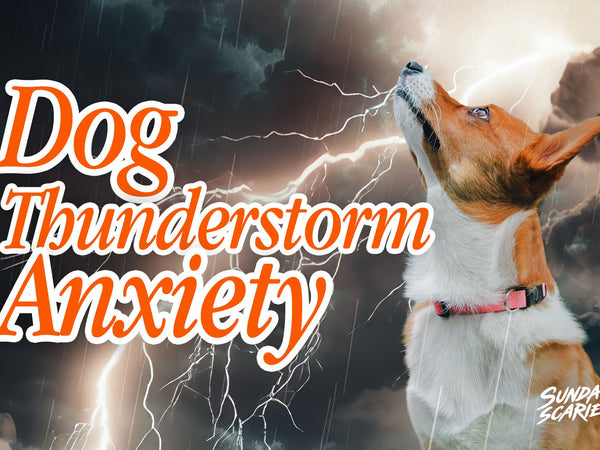 Dog Thunderstorm Anxiety: Why It Isn't Really About the Thunder
