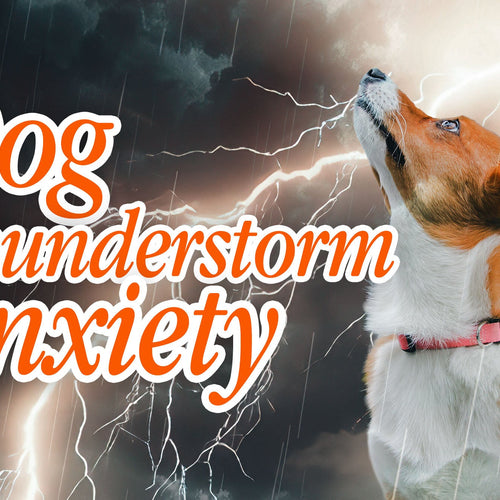 Dog Thunderstorm Anxiety: Why It Isn't Really About the Thunder