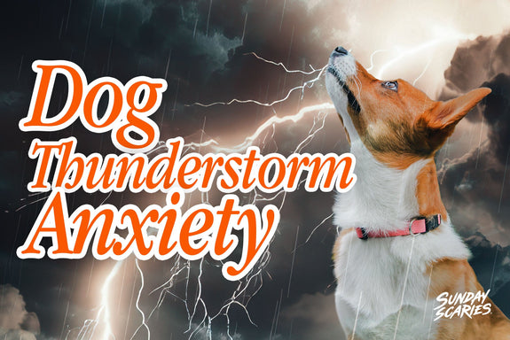 Dog Thunderstorm Anxiety: Why It Isn't Really About the Thunder