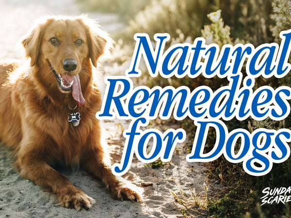 Natural Remedies for Dog Anxiety: What the Research Actually Found