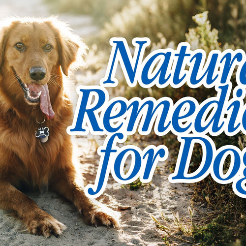 Natural Remedies for Dog Anxiety: What the Research Actually Found