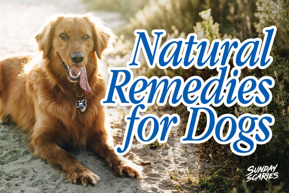Natural Remedies for Dog Anxiety: What the Research Actually Found