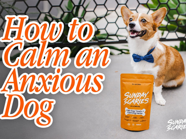 How to Calm an Anxious Dog When It's Happening Right Now