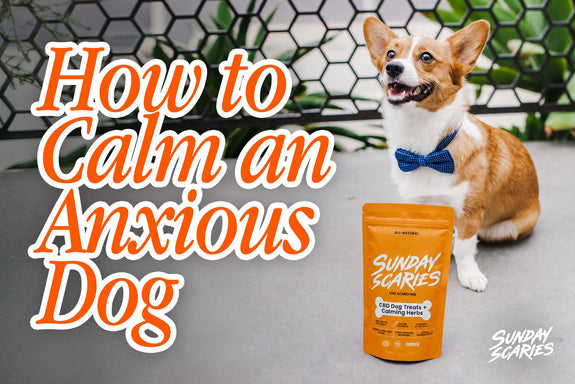 How to Calm an Anxious Dog When It's Happening Right Now