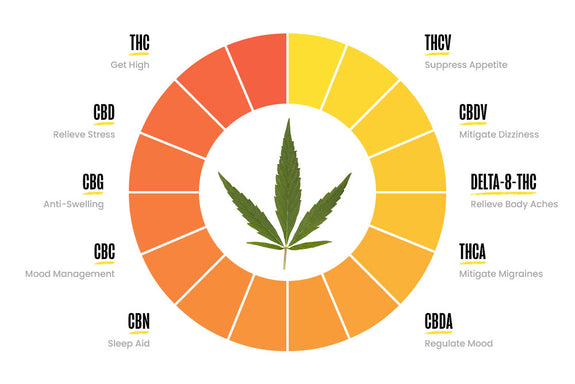 An infographic showing a list of cannabinoids in the cannabis plant