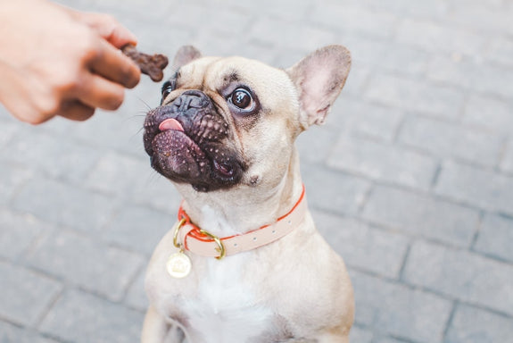 A pet owner shows that you can give dogs CBD edibles with a FOMO Bone