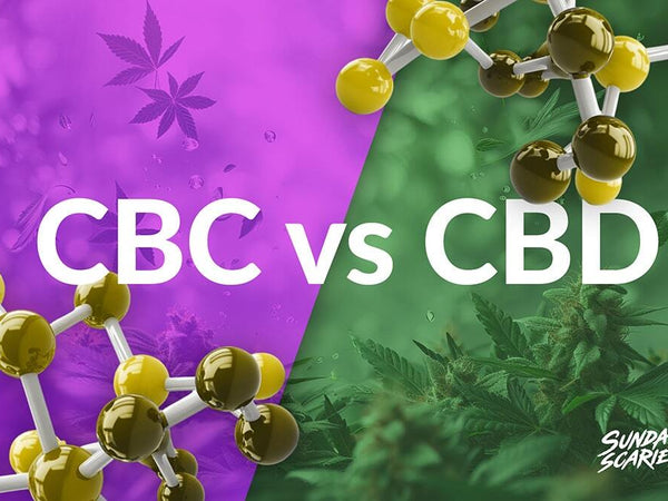 A purple hemp background next to a green hemp background showing CBC vs CBD