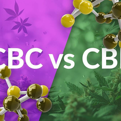 A purple hemp background next to a green hemp background showing CBC vs CBD