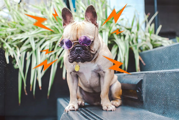 A dog is looking sad before taking CBD for dog separation anxiety