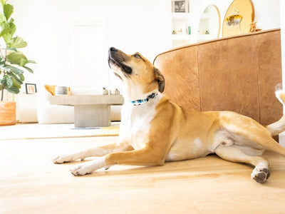 A dog sniffs the air for THC gummies