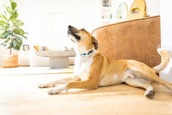 A dog sniffs the air for THC gummies