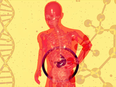 Are THC Gummies Bad for the Liver?