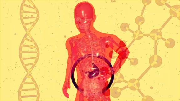 Are THC Gummies Bad for the Liver?