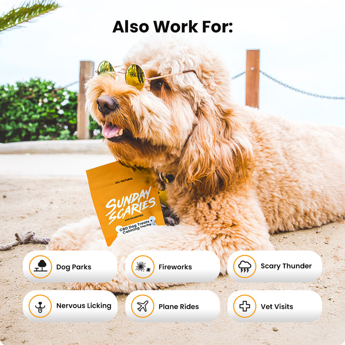 A dog with sunglasses on at the beach holds a Sunday Scaries calming dog treat pouch with icons showing what they're used for.