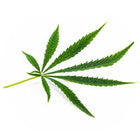 25mg CBD