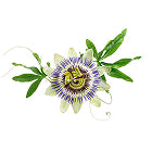 200mg Passionflower