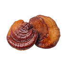 Two brown, textured mushrooms with ridged caps, isolated on a white background.