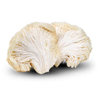100mg Organic Lion's Mane Extract (20:1)