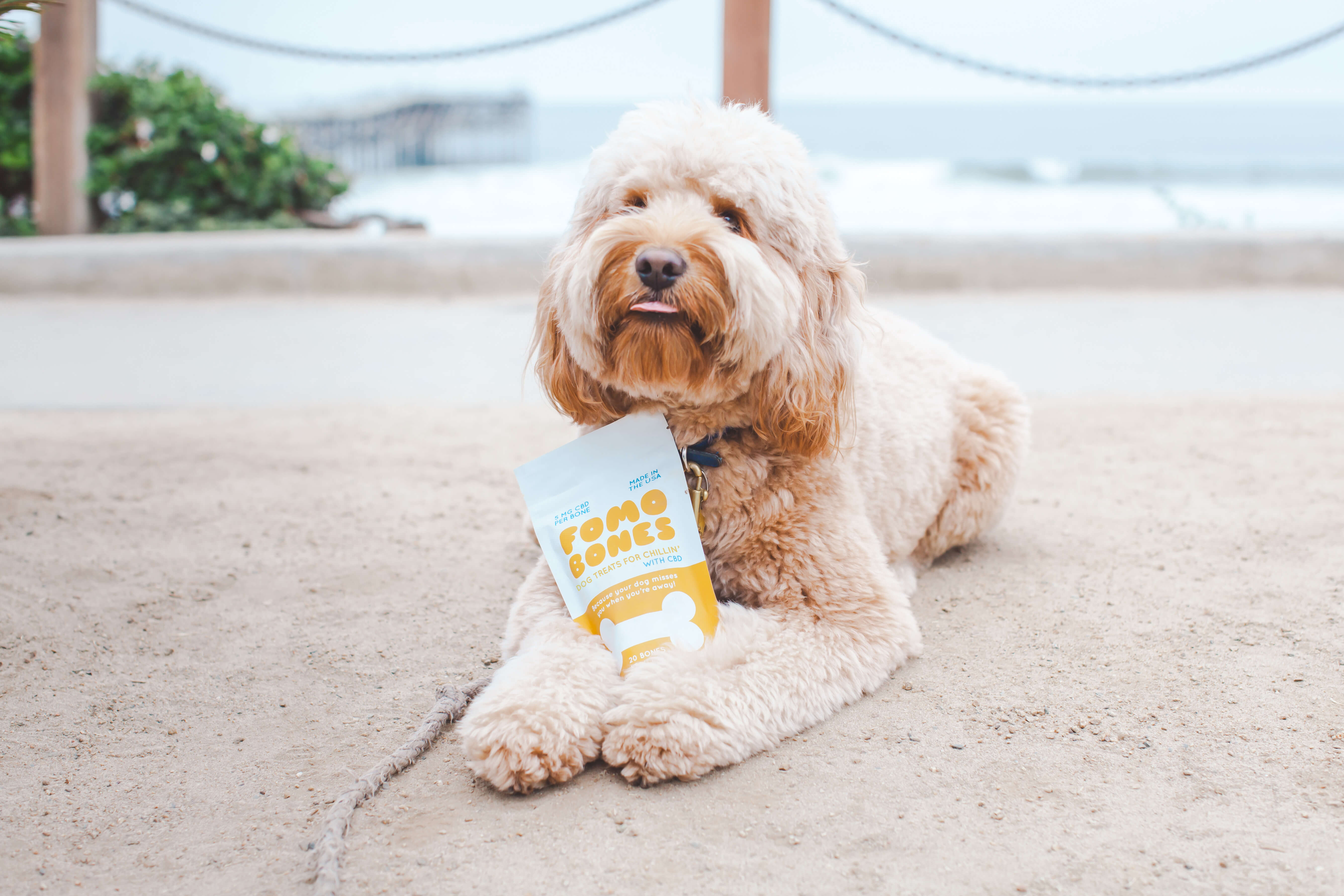 CBD Treats for Dogs Buy CBD Dog Treats Sunday Scaries